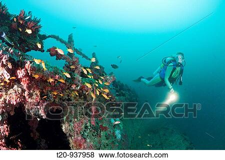 Anthias at Kuda Giri Wreck, Pseudanthias squamipinnis, South Male Atoll, Maldives View Large Photo Image Stock Photo - Anthias at Kuda Giri Wreck, Pseudanthias squamipinnis, South Male Atoll, Maldives. Fotosearch