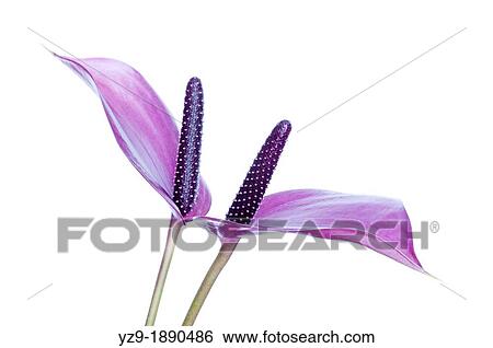 Stock Photograph - Anthurium anderianum? Sensa? duo on white. Fotosearch