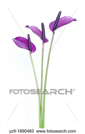 Anthurium anderianum? Sensa? trio on white vertical View Large Photo Image Stock Image - Anthurium anderianum? Sensa? trio on white vertical. Fotosearch