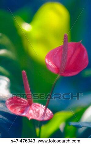 Anthurium andreanum. Maryland, USA View Large Photo Image Stock Image - Anthurium andreanum. Maryland, USA. Fotosearch