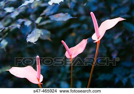 Anthurium andreanum. October 2005, Maryland, USA View Large Photo Image Picture - Anthurium andreanum. October 2005, Maryland, USA. Fotosearch
