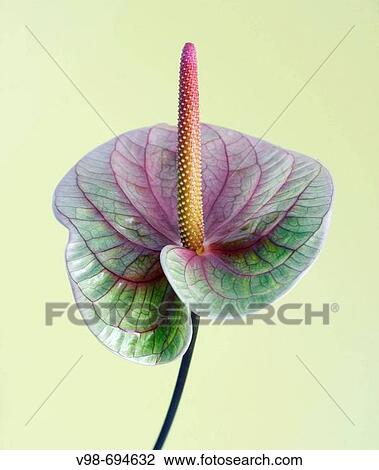 Anthurium Flamingo Lily exotic flower View Large Photo Image Stock Image - Anthurium Flamingo Lily exotic flower. Fotosearch