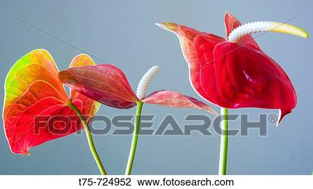 Anthurium flowers View Large Photo Image Stock Image - Anthurium flowers. Fotosearch
