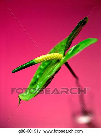Stock Photo - Anthurium sp., side view. Fotosearch