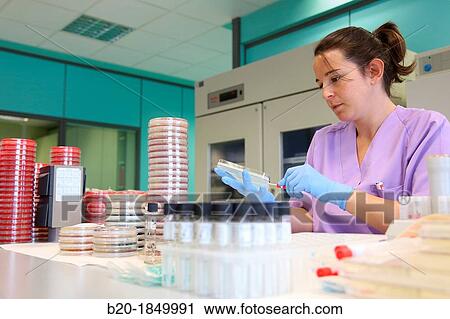 Antibiogram, urine specimens, Microbiology Department, Donostia Hospital, San Sebastian, Donostia, Gipuzkoa, Basque Country, Spain View Large Photo Image Stock Image - Antibiogram, urine specimens, Microbiology Department, Donostia Hospital, San Sebastian, Donostia, Gipuzkoa, Basque Country, Spain. Fotosearch