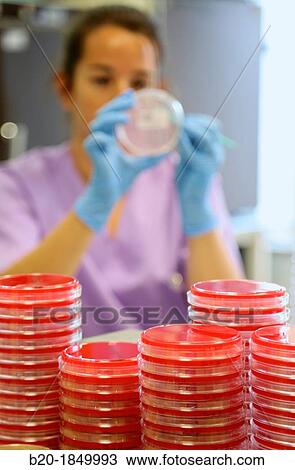 Antibiogram, urine specimens, Microbiology Department, Donostia Hospital, San Sebastian, Donostia, Gipuzkoa, Basque Country, Spain View Large Photo Image Stock Image - Antibiogram, urine specimens, Microbiology Department, Donostia Hospital, San Sebastian, Donostia, Gipuzkoa, Basque Country, Spain. Fotosearch