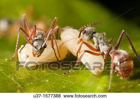 Ants and its pupa from Kampung Skudup, Sarawak, Malaysia View Large Photo Image Stock Photo - Ants and its pupa from Kampung Skudup, Sarawak, Malaysia. Fotosearch