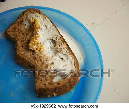 Ants forage and feast on milk soaked in bread View Large Photo Image Stock Image - Ants forage and feast on milk soaked in bread. Fotosearch