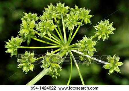 Apiaceae plant. Osseja, Pyrenees-Orientales, Languedoc-Roussillon, France View Large Photo Image Stock Image - Apiaceae plant. Osseja, Pyrenees-Orientales, Languedoc-Roussillon, France. Fotosearch
