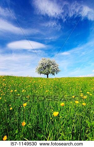 aplle tree in blossom, spring, Switzerland View Large Photo Image Stock Image - aplle tree in blossom, spring, Switzerland. Fotosearch