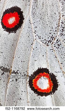 Stock Image - Apollo butterfly (Parnassius apollo), detail of wing with two red, black-edged eyespots. Fotosearch