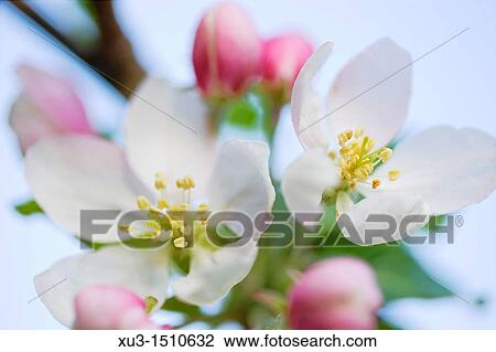 Stock Image - Apple blossom. Fotosearch