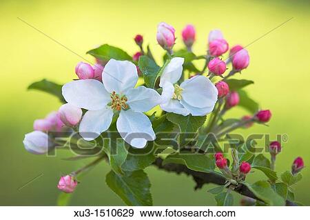 Stock Photo - Apple blossom. Fotosearch