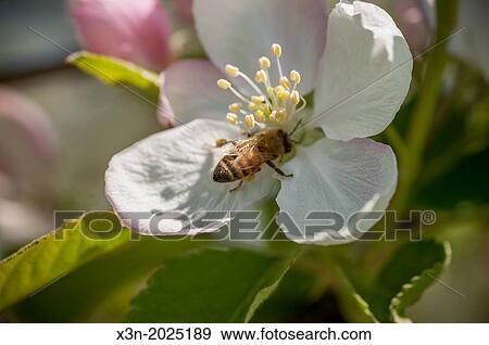 Apple Blossom with Honey Bee. Thurmont Maryland USA View Large Photo Image Stock Photo - Apple Blossom with Honey Bee. Thurmont Maryland USA. Fotosearch