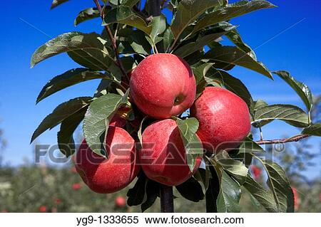 Apple Brookfield on a tree LLeida Spain View Large Photo Image Stock Photography - Apple Brookfield on a tree LLeida Spain. Fotosearch