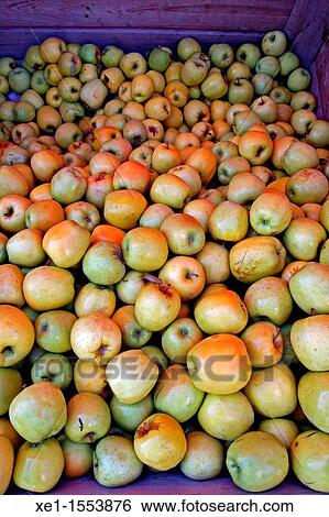 apple, fruit, food. View Large Photo Image Stock Photograph - apple, fruit, food.. Fotosearch