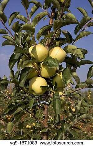 Stock Photo - Apple golden on a fruit tree LLeida Spain. Fotosearch