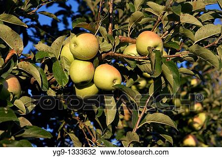Apple Golden on a tree LLeida Spain View Large Photo Image Stock Image - Apple Golden on a tree LLeida Spain. Fotosearch