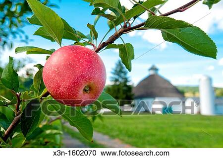 Apple hanging from a branch of an apple tree in an orchard View Large Photo Image Stock Image - Apple hanging from a branch of an apple tree in an orchard. Fotosearch