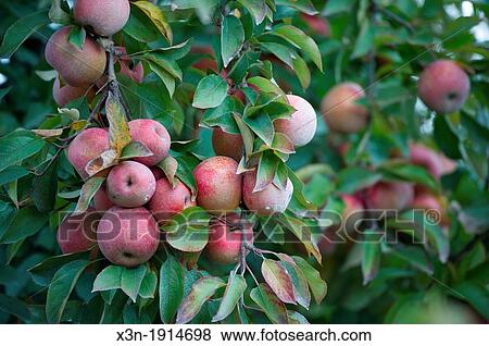 Apple orchard, Jefferson Maryland USA View Large Photo Image Stock Photo - Apple orchard, Jefferson Maryland USA. Fotosearch
