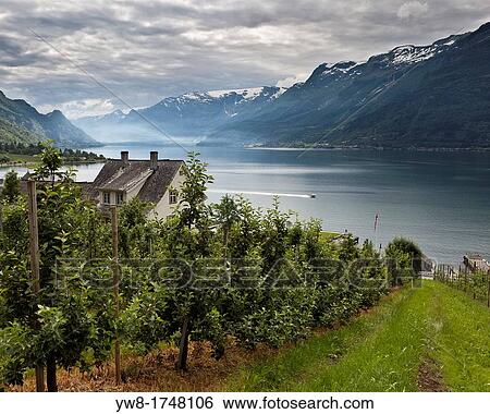 Apple Orchard, Lofthus, Ullensvang, Norway View Large Photo Image Stock Photograph - Apple Orchard, Lofthus, Ullensvang, Norway. Fotosearch