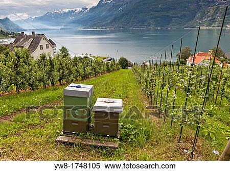 Apple Orchard, Lofthus, Ullensvang, Norway View Large Photo Image Stock Photography - Apple Orchard, Lofthus, Ullensvang, Norway. Fotosearch