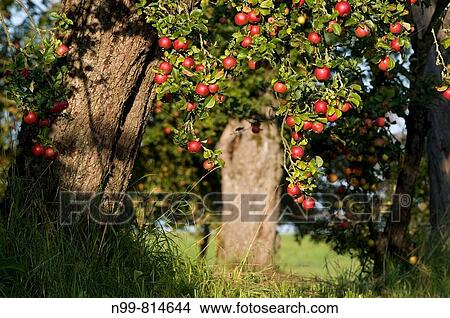 Apple-tree in meadow orchard, mature red apples in autumn, Franconia, Bavaria, Germany View Large Photo Image Picture - Apple-tree in meadow orchard, mature red apples in autumn, Franconia, Bavaria, Germany. Fotosearch