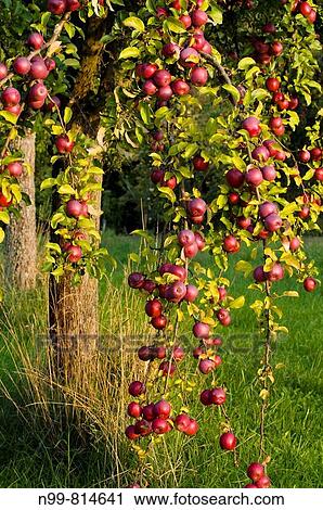 Apple-tree in meadow orchard, mature red apples in autumn, Franconia, Bavaria, Germany View Large Photo Image Stock Image - Apple-tree in meadow orchard, mature red apples in autumn, Franconia, Bavaria, Germany. Fotosearch