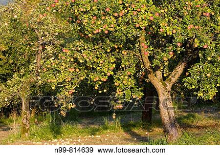 Stock Photo - Apple-tree in meadow orchard, mature apples in autumn, Franconia, Bavaria, Germany. Fotosearch