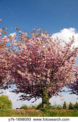 Apple tree in the region called? Alte Land?, near Hamburg, Germany View Large Photo Image Stock Image - Apple tree in the region called? Alte Land?, near Hamburg, Germany. Fotosearch