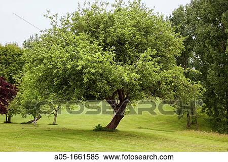 Apple tree Malus domestica, Royal Golf Club of San Sebastian, Hondarribia, Guipuzcoa, Basque Country, Spain. View Large Photo Image Stock Photography - Apple tree Malus domestica, Royal Golf Club of San Sebastian, Hondarribia, Guipuzcoa, Basque Country, Spain.. Fotosearch