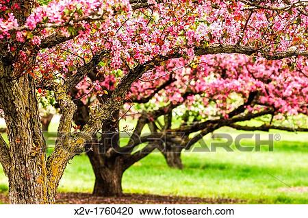 Apple trees in bloom at the University of Minnesota Landscape Arboretum in spring View Large Photo Image Stock Image - Apple trees in bloom at the University of Minnesota Landscape Arboretum in spring. Fotosearch