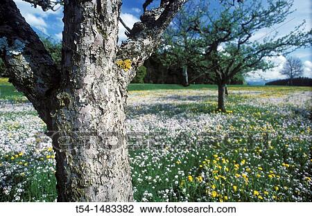 Stock Image - Apple trees on a spring meadow in the Allg? u. Fotosearch