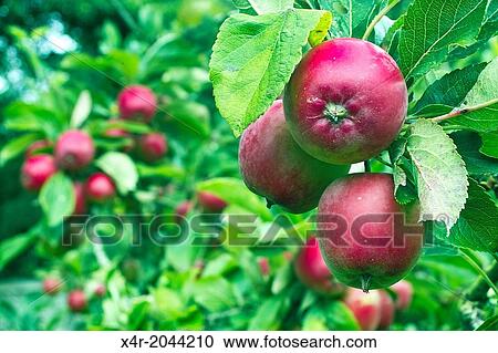 Apples and apple trees in a small garden orchard, County Westmeath, Ireland. View Large Photo Image Stock Image - Apples and apple trees in a small garden orchard, County Westmeath, Ireland.. Fotosearch