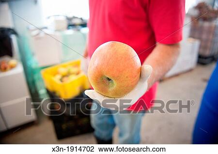 Apples being washed at a hard cider distillery, Jefferson Maryland USA View Large Photo Image Stock Image - Apples being washed at a hard cider distillery, Jefferson Maryland USA. Fotosearch