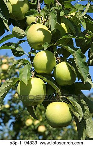 Apples Golden View Large Photo Image Stock Photo - Apples Golden. Fotosearch