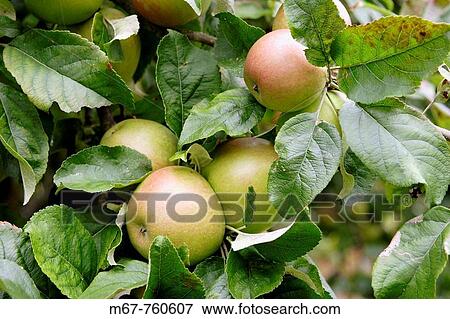 Apples growing in fruit tree close up. England UK View Large Photo Image Stock Photo - Apples growing in fruit tree close up. England UK. Fotosearch