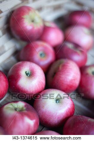 apples in extraordinary market in Ordizia, euskadi View Large Photo Image Stock Photography - apples in extraordinary market in Ordizia, euskadi. Fotosearch