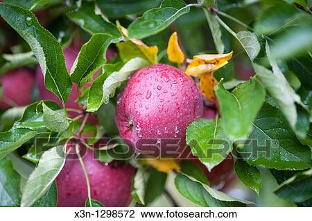 Apples View Large Photo Image Stock Image - Apples. Fotosearch