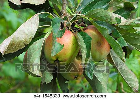 Apples View Large Photo Image Stock Photo - Apples. Fotosearch