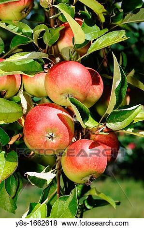 Apples View Large Photo Image Stock Photo - Apples. Fotosearch