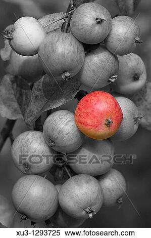Apples. View Large Photo Image Stock Photography - Apples.. Fotosearch