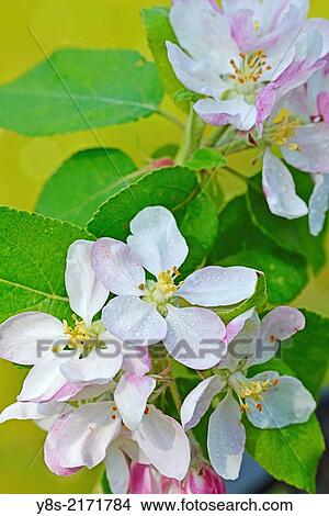 Appletree Blossoms, Germany. View Large Photo Image Picture - Appletree Blossoms, Germany.. Fotosearch