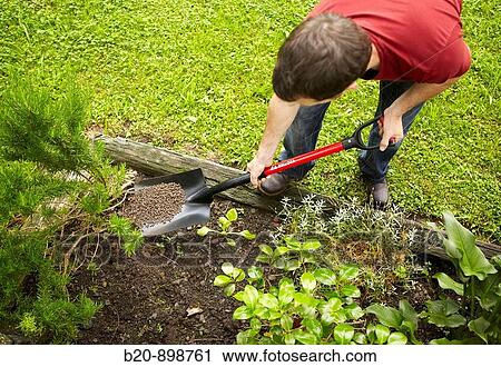 Applying compost using shovel, hand tool, farming, Guipuzcoa, Basque Country, Spain View Large Photo Image Stock Image - Applying compost using shovel, hand tool, farming, Guipuzcoa, Basque Country, Spain. Fotosearch