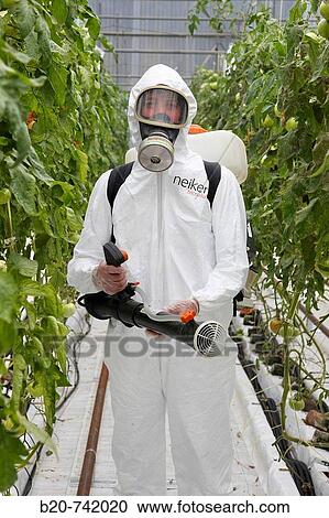 Stock Image - Applying plant protection products, soiless culture of tomatoes on cocoa fiber growing medium, greenhouses, Neiker Tecnalia, Instituto de Investigaci? n y Desarrollo Agrario, Derio, Bizkaia, Euskadi. Fotosearch