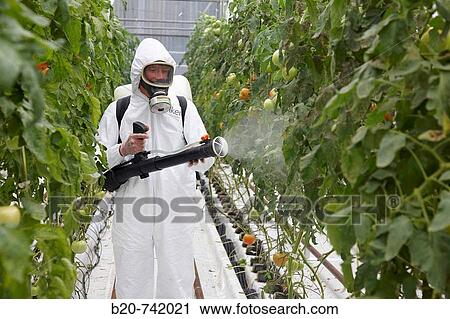 Applying plant protection products, soiless culture of tomatoes on cocoa fiber growing medium, greenhouses, Neiker Tecnalia, Instituto de Investigaci? n y Desarrollo Agrario, Derio, Bizkaia, Euskadi View Large Photo Image Stock Image - Applying plant protection products, soiless culture of tomatoes on cocoa fiber growing medium, greenhouses, Neiker Tecnalia, Instituto de Investigaci? n y Desarrollo Agrario, Derio, Bizkaia, Euskadi. Fotosearch