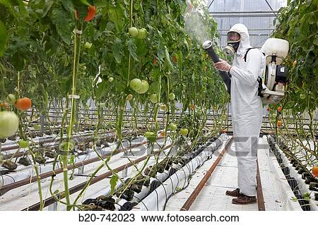 Applying plant protection products, soiless culture of tomatoes on cocoa fiber growing medium, greenhouses, Neiker Tecnalia, Instituto de Investigaci? n y Desarrollo Agrario, Derio, Bizkaia, Euskadi View Large Photo Image Stock Image - Applying plant protection products, soiless culture of tomatoes on cocoa fiber growing medium, greenhouses, Neiker Tecnalia, Instituto de Investigaci? n y Desarrollo Agrario, Derio, Bizkaia, Euskadi. Fotosearch