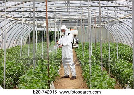 Stock Photography - Applying plant protection products, pepper culture, greenhouses, Neiker-Tecnalia, Institute for Agricultural Research and Development, Derio, Biscay, Basque Country, Spain. Fotosearch