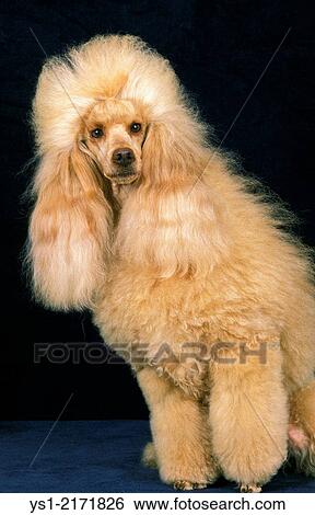 Stock Photograph - Apricot Giant Poodle, Dog sitting against Black Background.. Fotosearch