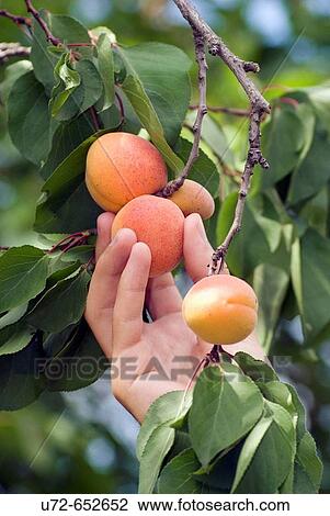 Stock Image - Apricot Picking. Fotosearch